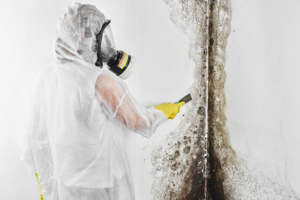 Best Health and Safety Mold Remediation in Mcconnellstown, PA