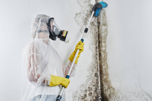 Professional Mold Remediation in Mcconnellstown, PA