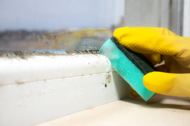 Best Post-Flood Mold Remediation in Mcconnellstown, PA