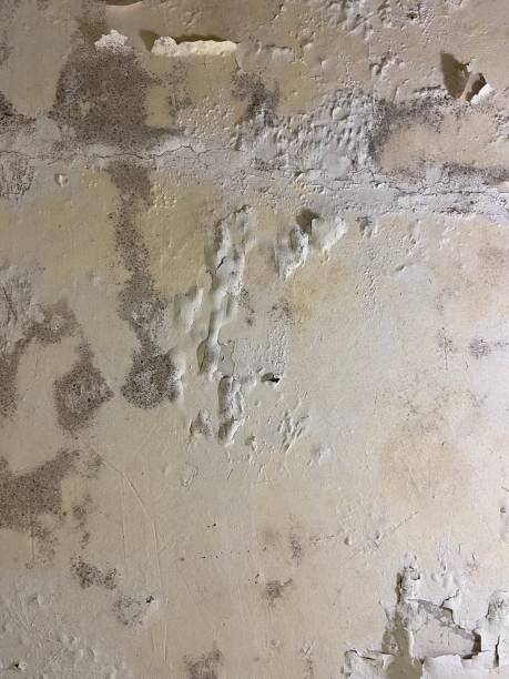Best Black Mold Remediation in Mcconnellstown, PA