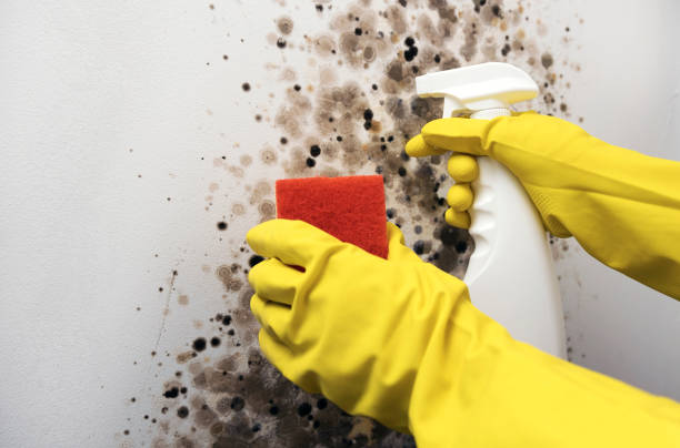 Best Residential Mold Remediation in Mcconnellstown, PA