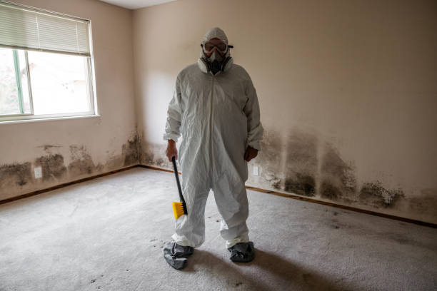 Best Attic Mold Remediation in Mcconnellstown, PA